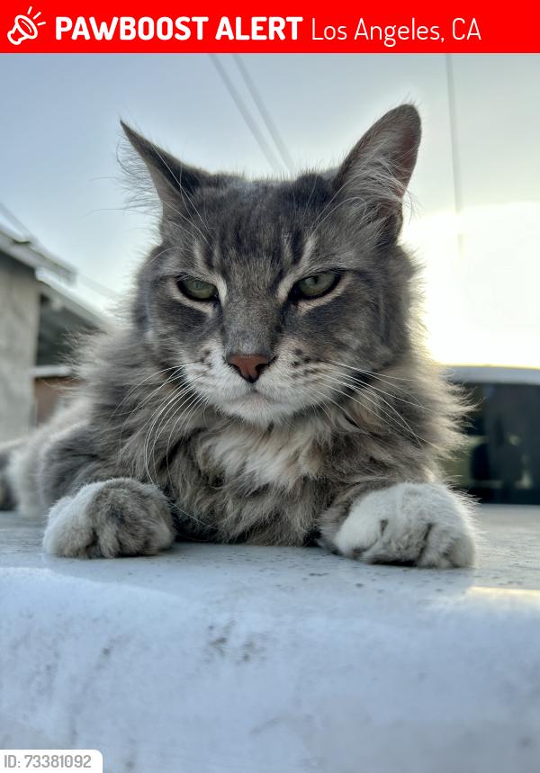 Lost Male Cat last seen 1st and Anderson st, Los Angeles, CA 90033