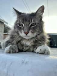 Lost Male Cat last seen 1st and Anderson st, Los Angeles, CA 90033