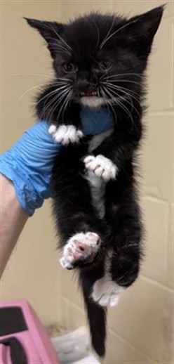 Shelter Stray Female Cat last seen W SILVER EAGLE RD & NORTHGATE BLVD, 2127 Front St, Sacramento, CA 95818, USA
