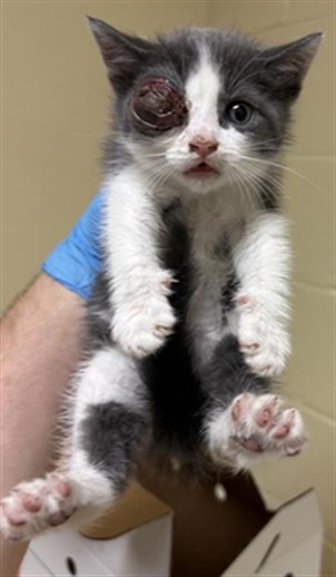 Shelter Stray Male Cat last seen DEER LAKE DR & VALLEY HI DR, 2127 Front St, Sacramento, CA 95818, USA