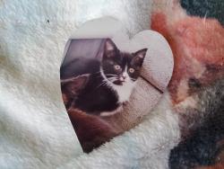 Lost Male Cat last seen PR2 1JX, Ashton-on-Ribble, England PR2 1JX