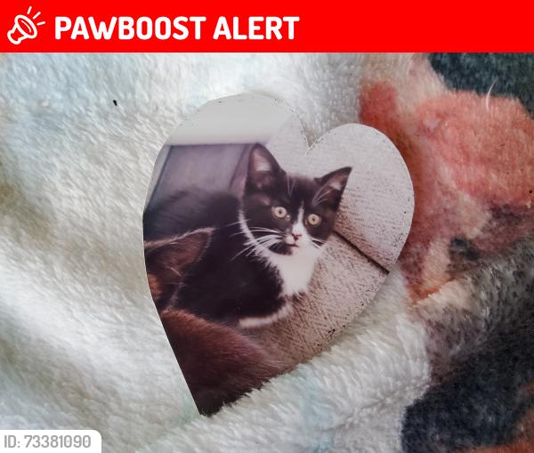 Lost Male Cat last seen PR2 1JX, Ashton-on-Ribble, England PR2 1JX