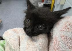 Shelter Stray Female Cat last seen CHARLOTTE, 8315 Byrum Dr, Charlotte, NC 28217, USA