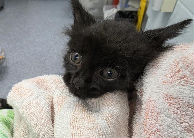 Shelter Stray Female Cat last seen CHARLOTTE, 8315 Byrum Dr, Charlotte, NC 28217, USA