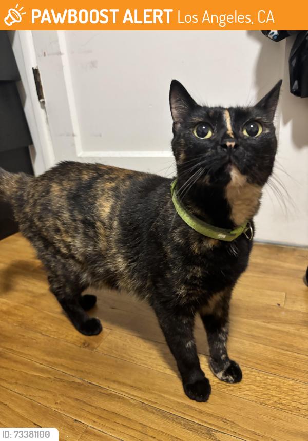 Found/Stray Female Cat last seen Colbath avenue , panorama city 91402, Los Angeles, CA 91331