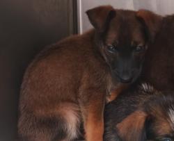 Shelter Stray Female Dog last seen , 1850 W 60th St, Los Angeles, CA 90047, USA