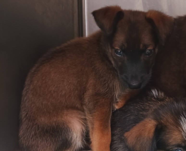 Shelter Stray Female Dog last seen , 1850 W 60th St, Los Angeles, CA 90047, USA