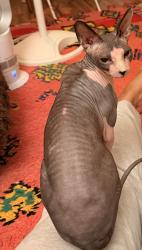 Reunited Female Cat last seen Eighth Ave & Cedar, San Diego, CA 92101