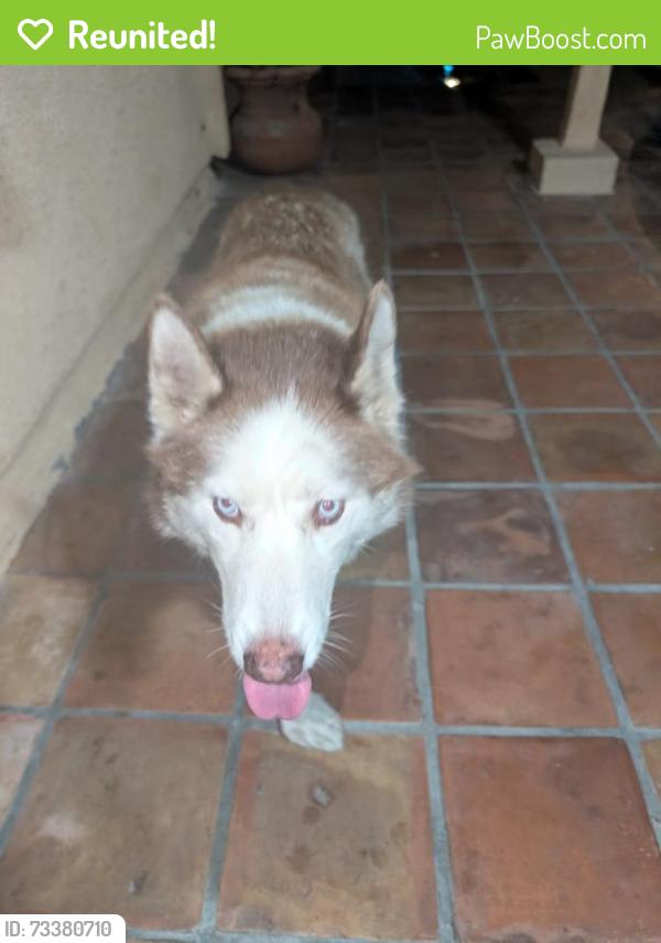 Reunited Male Dog last seen Alwood st. And walnut ave, La Puente, CA 91744