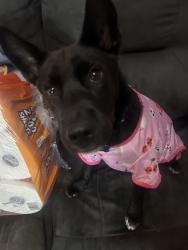 Lost Male Dog last seen Larga Vista neighborhood, Laredo, TX 78043