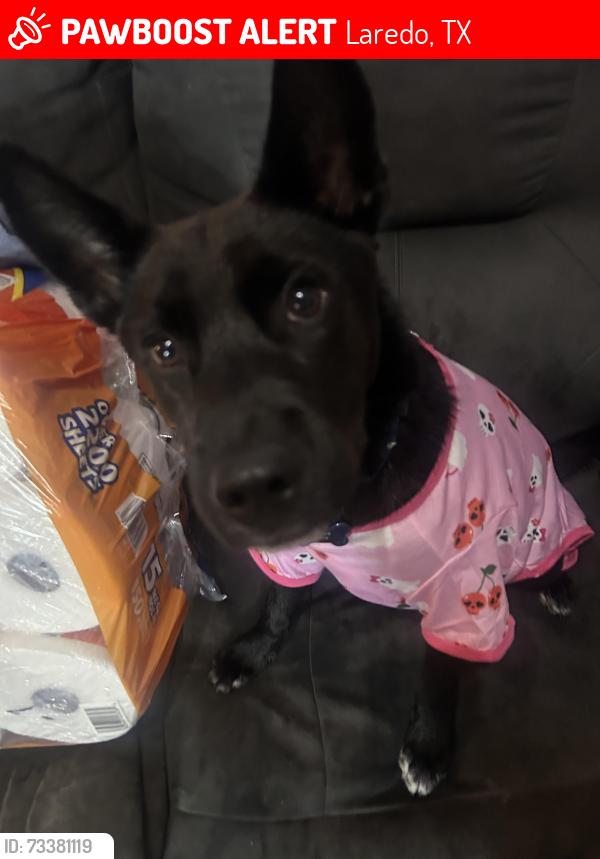 Lost Male Dog last seen Larga Vista neighborhood, Laredo, TX 78043