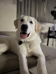 Reunited Female Dog last seen By the neighborhoods off of Buchanan and Magnolia, Riverside, CA 92503