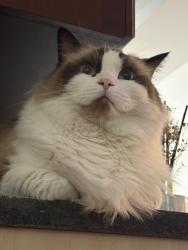 Reunited Male Cat last seen Near Meadow Ave, Bronxville, NY 10708