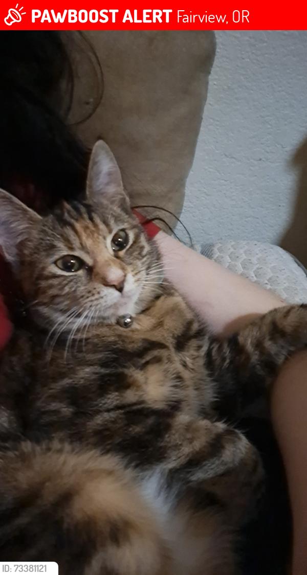 Lost Female Cat last seen NE Sandy BLVD, Fairview, OR 97024