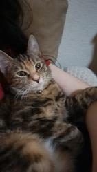 Lost Female Cat last seen NE Sandy BLVD, Fairview, OR 97024