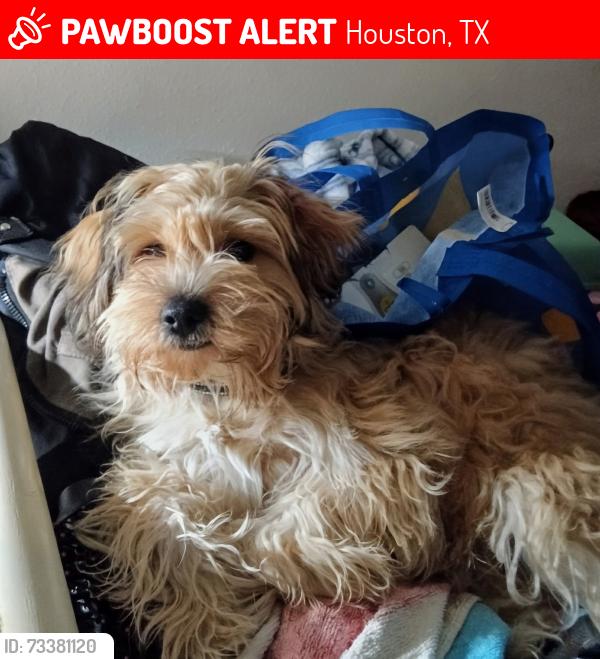Lost Female Dog last seen Fulton St & DeBoll St, Houston, TX 77022
