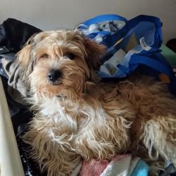 Lost Female Dog last seen Fulton St & DeBoll St, Houston, TX 77022