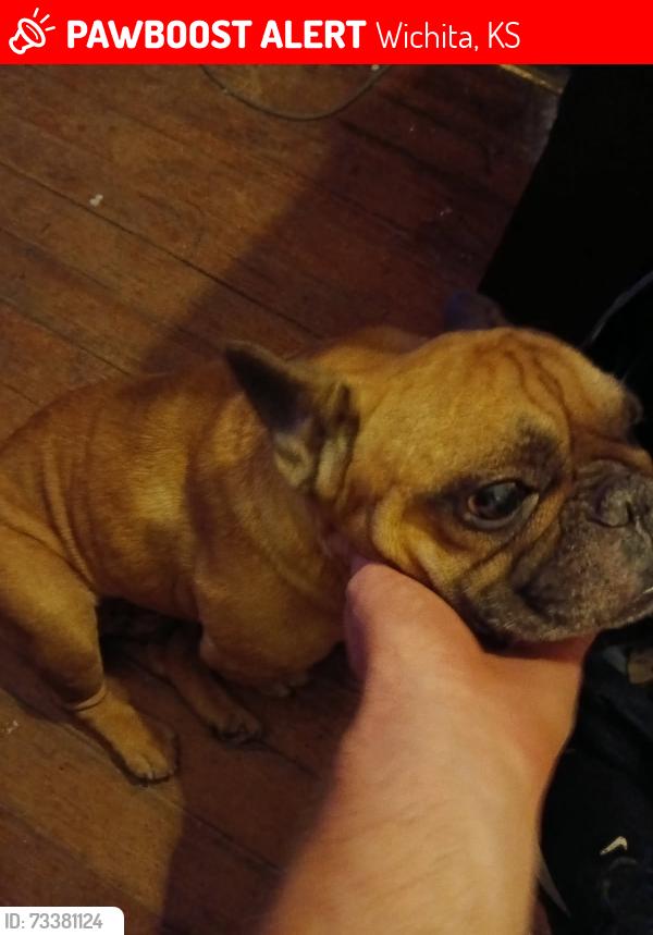 Lost Male Dog last seen Ellis and harry, Wichita, KS 67211