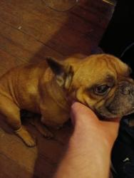 Lost Male Dog last seen Ellis and harry, Wichita, KS 67211