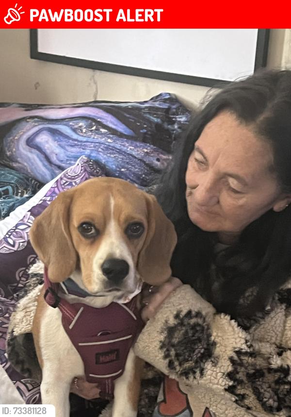 Lost Male Dog last seen Lawrence rd, Mount Waverley, VIC 3149