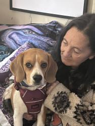 Lost Male Dog last seen Lawrence rd, Mount Waverley, VIC 3149