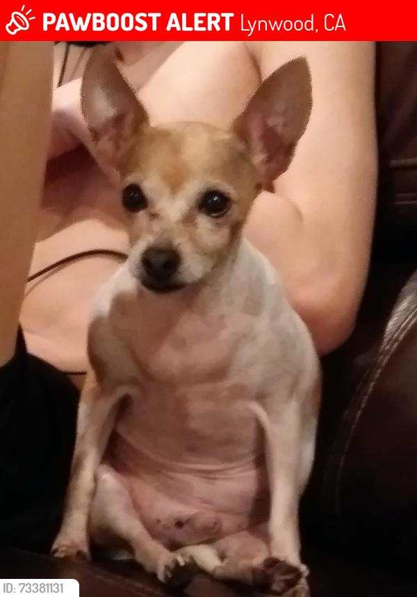 Lost Male Dog last seen Long Beach, Lynwood, CA 90262