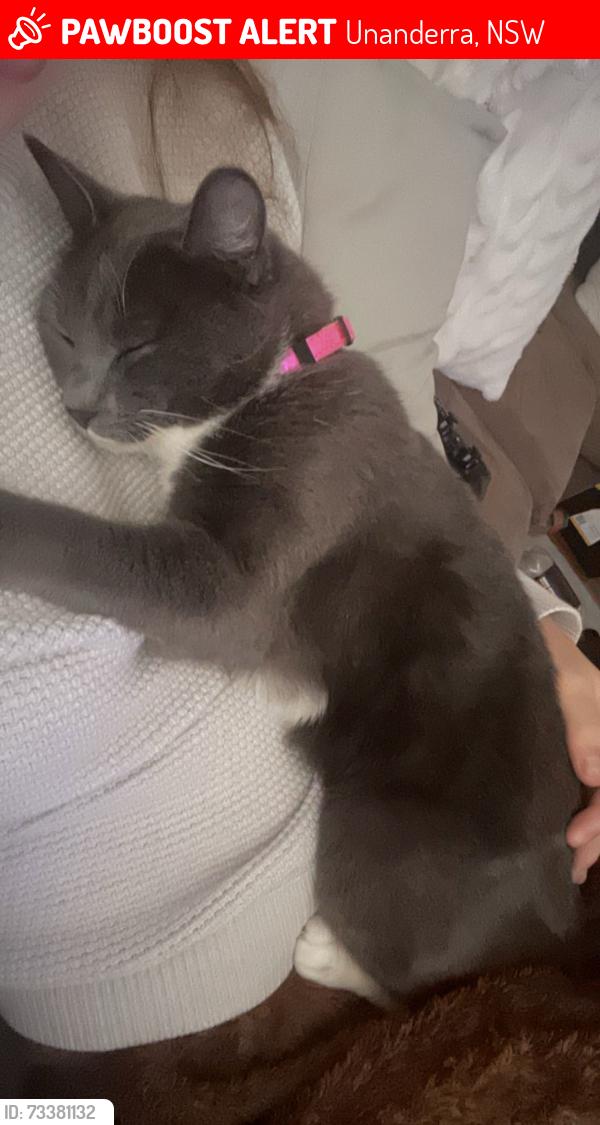 Lost Female Cat last seen unanderra mcdonald’s, Unanderra, NSW 2526