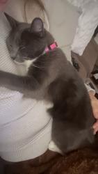Lost Female Cat last seen unanderra mcdonald’s, Unanderra, NSW 2526