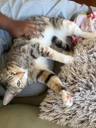 Found/Stray Female Cat last seen main street worcester mass, Worcester, MA 01603