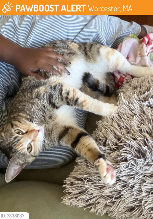 Found/Stray Female Cat last seen main street worcester mass, Worcester, MA 01603