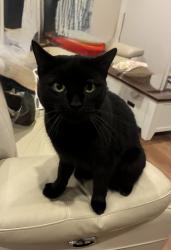 Lost Male Cat last seen Fontayne court and Overport road, Frankston South, VIC 3199