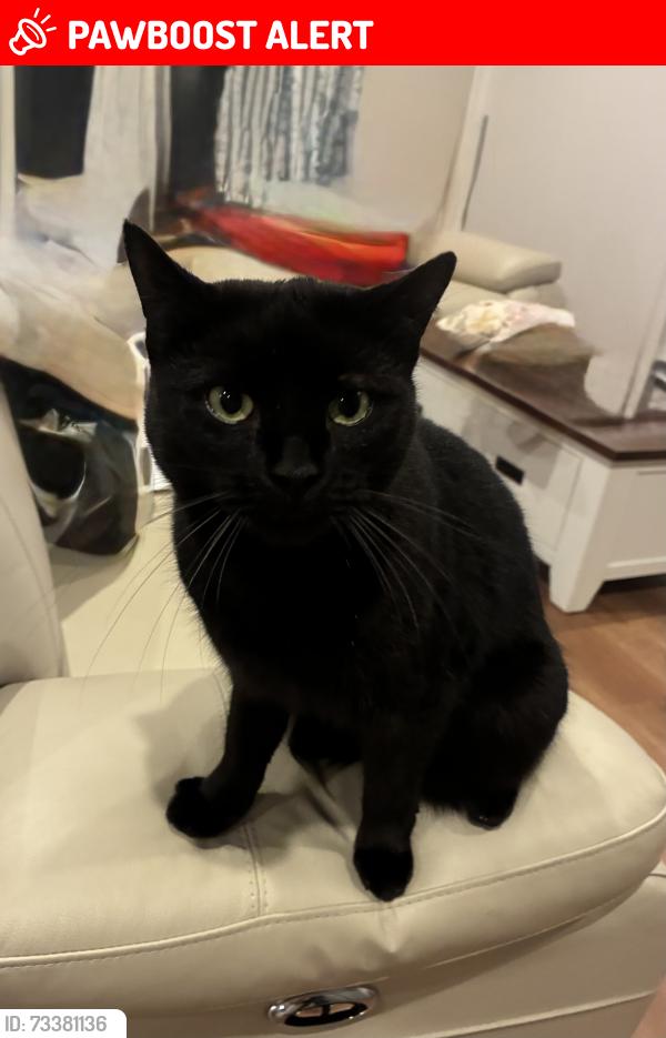 Lost Male Cat last seen Fontayne court and Overport road, Frankston South, VIC 3199