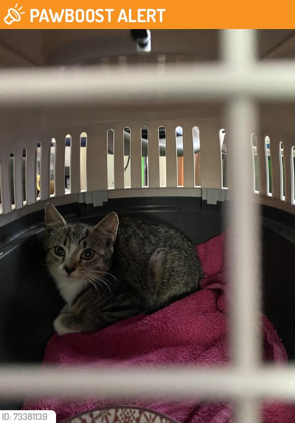 Found/Stray Unknown Cat last seen Barclay road bearwod, West Midlands, England B67 5JZ
