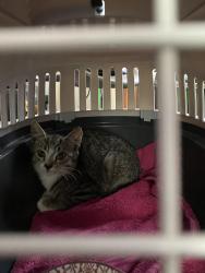 Found/Stray Unknown Cat last seen Barclay road bearwod, West Midlands, England B67 5JZ