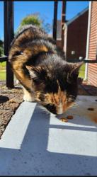 Lost Female Cat last seen Newport News Ave and England Ave, Hampton, VA 23669
