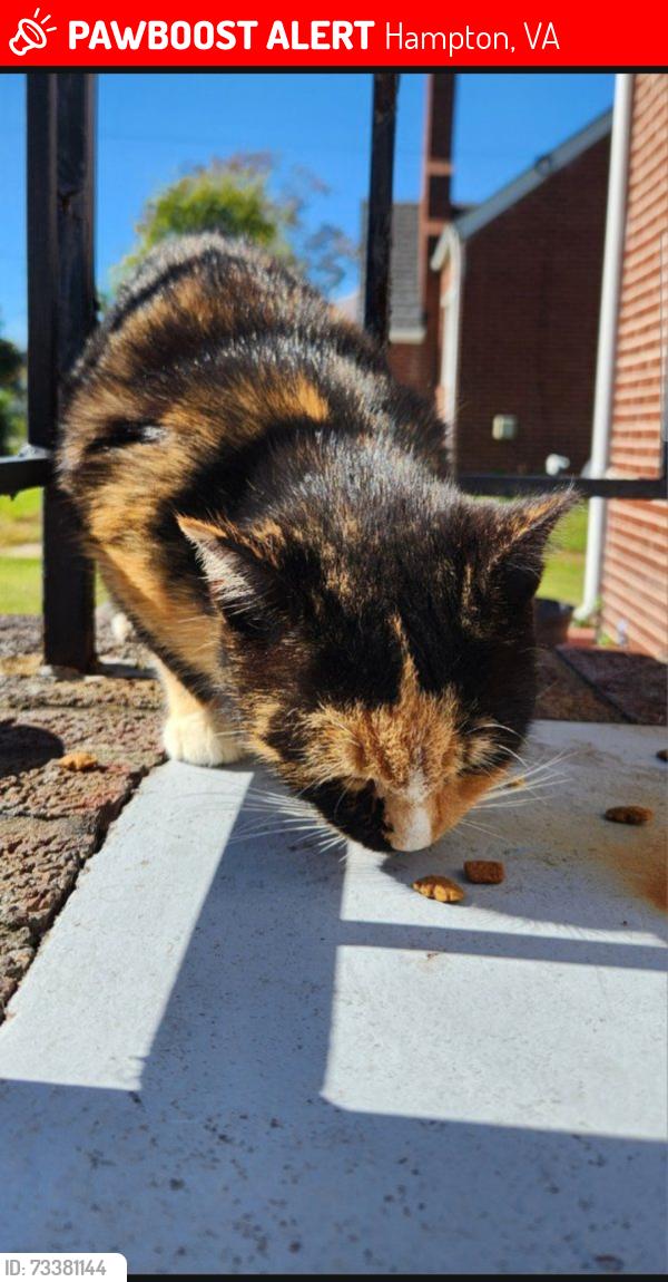 Lost Female Cat last seen Newport News Ave and England Ave, Hampton, VA 23669
