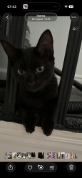 Lost Male Cat last seen Cranswick street entry, Salt Lake City, UT 84111