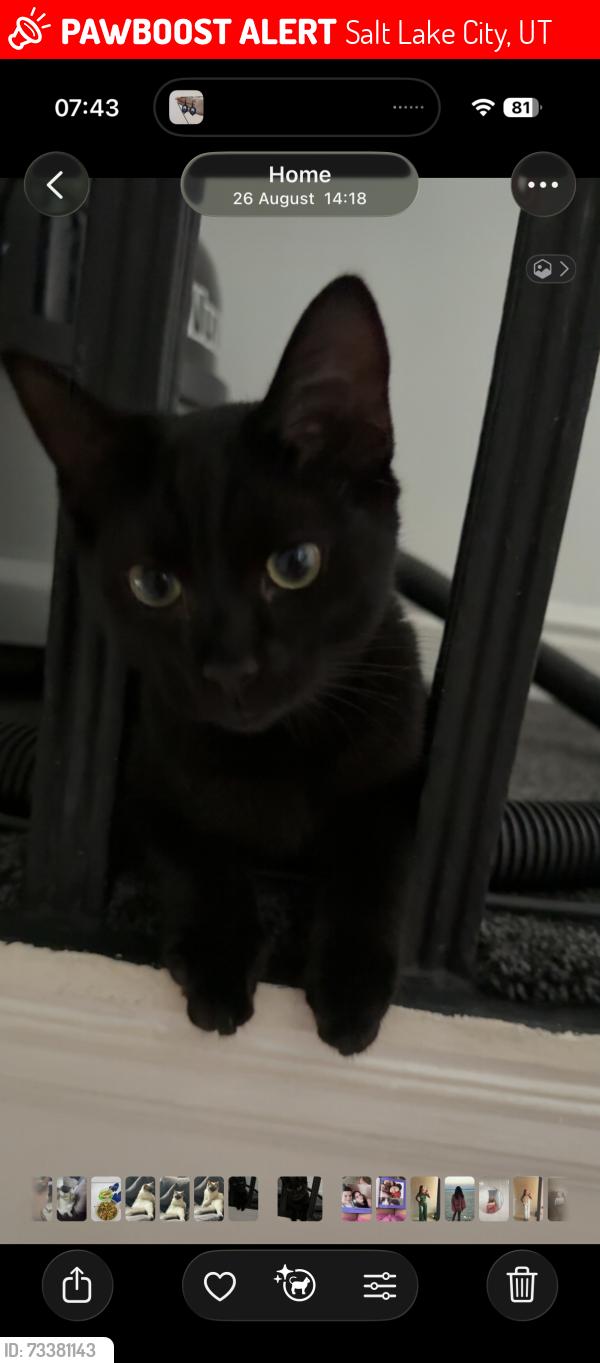 Lost Male Cat last seen Cranswick street entry, Salt Lake City, UT 84111