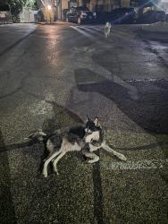 Found/Stray Male Dog last seen In the parking lot of settlers creek apts at 4 am, Austin, TX 78735