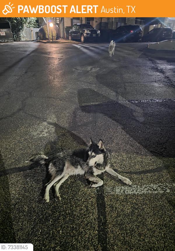 Found/Stray Male Dog last seen In the parking lot of settlers creek apts at 4 am, Austin, TX 78735
