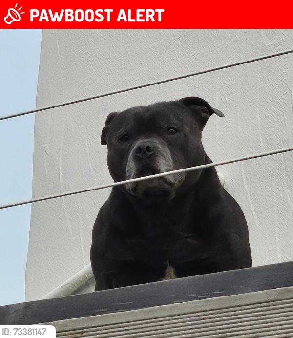 Lost Male Dog last seen Mc Donald walton rd, Merseyside, England 