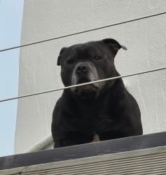 Lost Male Dog last seen Mc Donald walton rd, Merseyside, England 