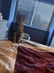 Lost Female Cat last seen Windsor, Baltimore, MD 21207