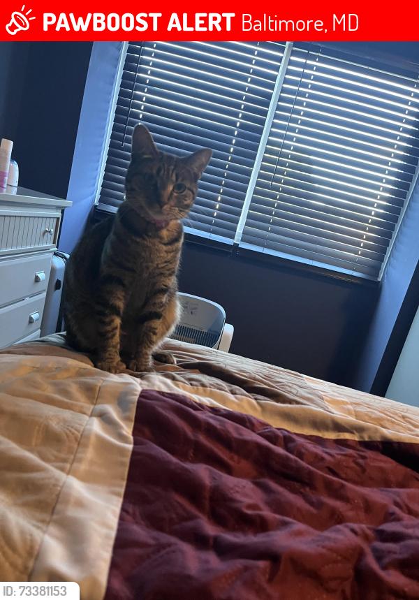 Lost Female Cat last seen Windsor, Baltimore, MD 21207