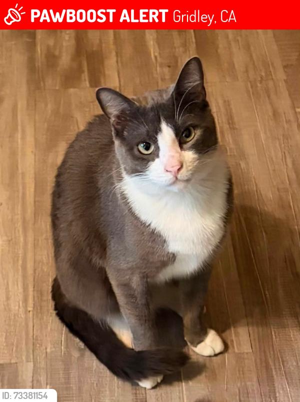 Lost Male Cat last seen Locust and georgia, Gridley, CA 95948