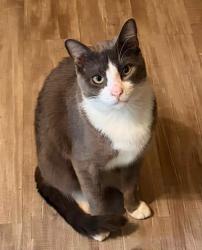 Lost Male Cat last seen Locust and georgia, Gridley, CA 95948