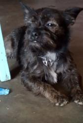Lost Male Dog last seen Near chalet circle, Fairfield Bay, AR 72088