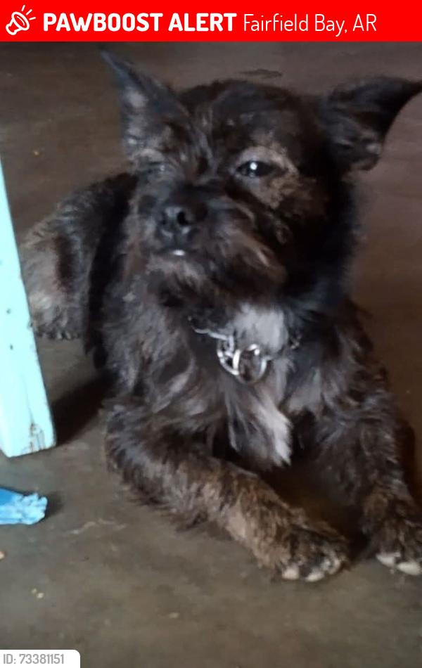 Lost Male Dog last seen Near chalet circle, Fairfield Bay, AR 72088