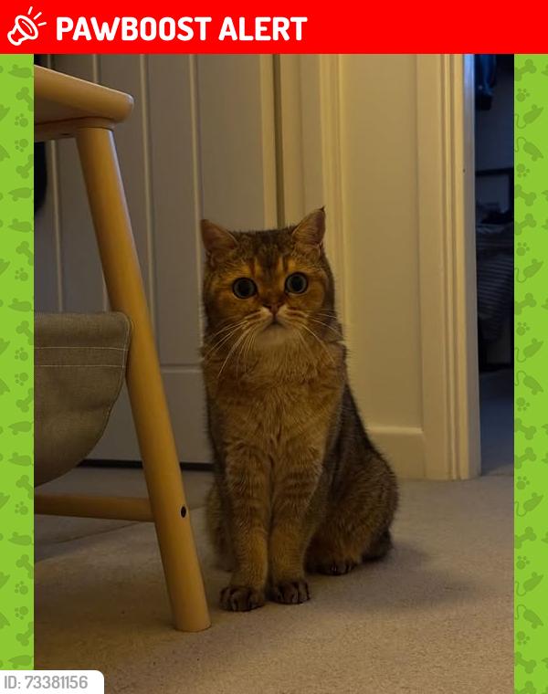 Lost Male Cat last seen Hunts close, Surrey, England GU2 8LS