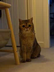 Lost Male Cat last seen Hunts close, Surrey, England GU2 8LS